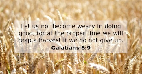 Patience Pearl's paradise.jpg